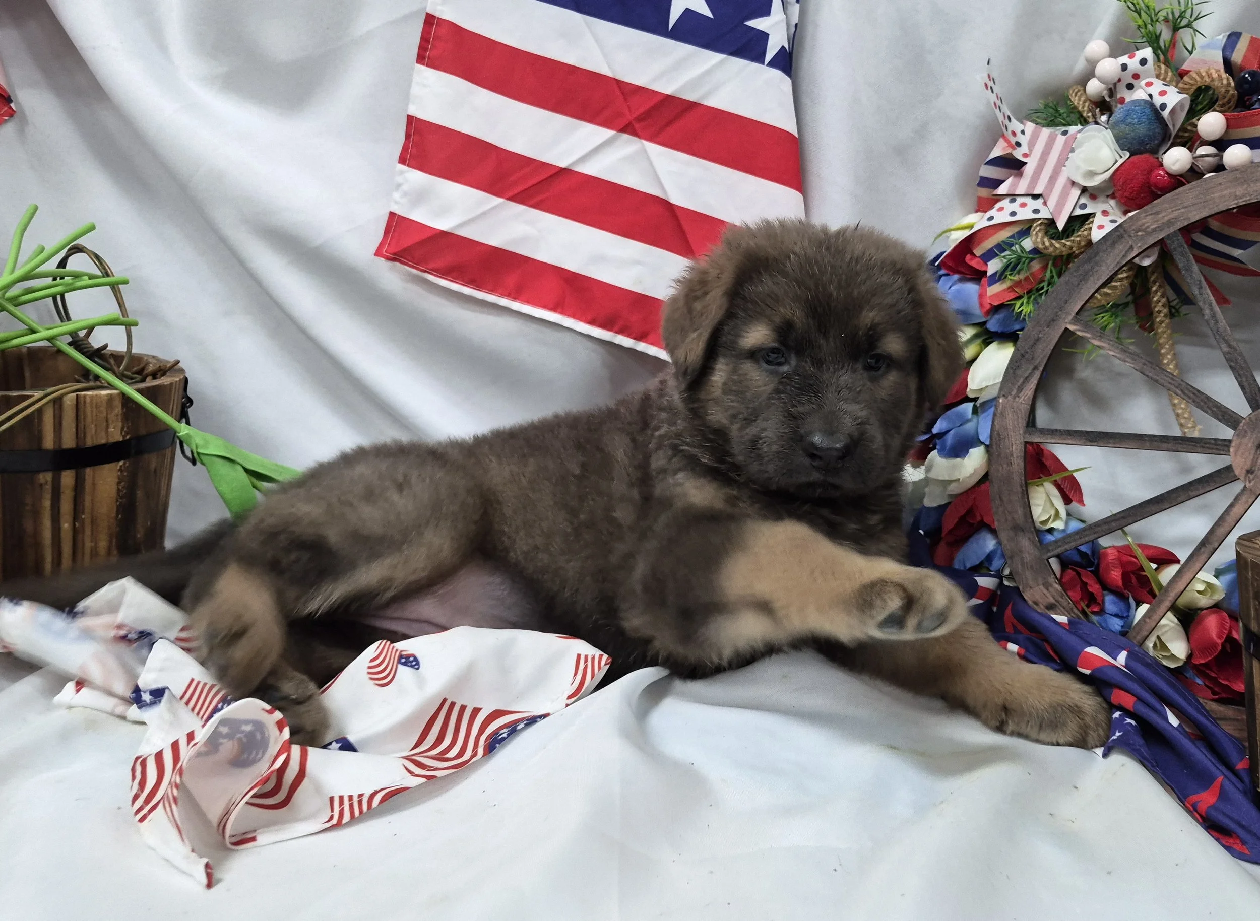Bluefemale3wk6.jpg