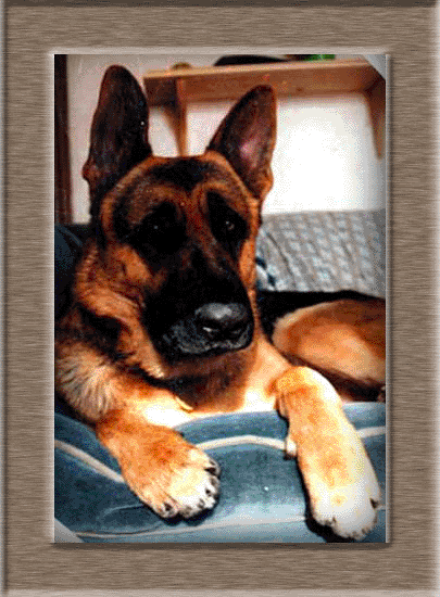 falcooncouch copy1 copy.gif
