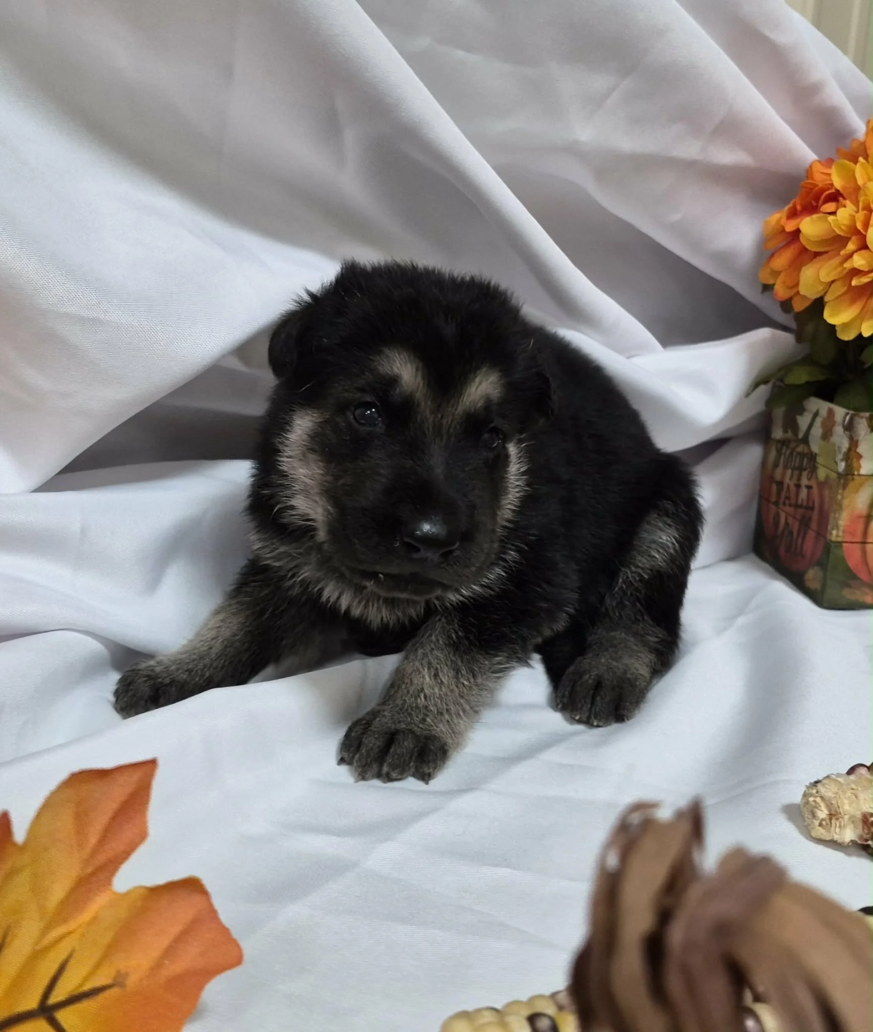 Noml.jpg