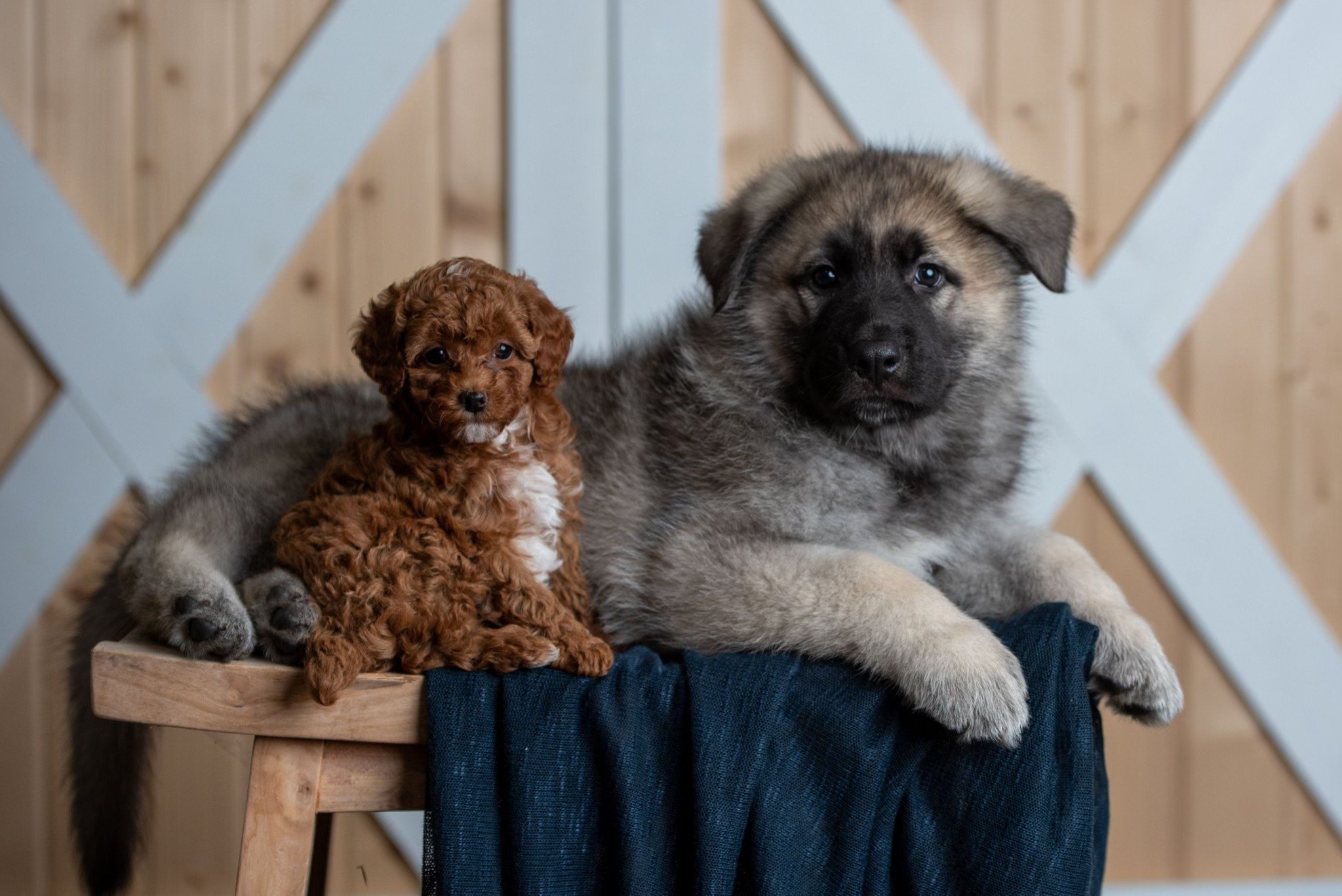 mini poodle and pup.jpg