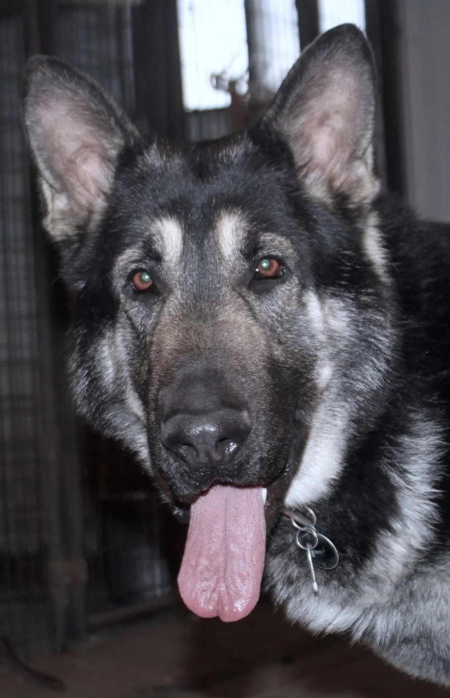 Saber 3 yrs old - wide head 