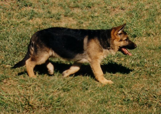 Falco as pup- 14 wks