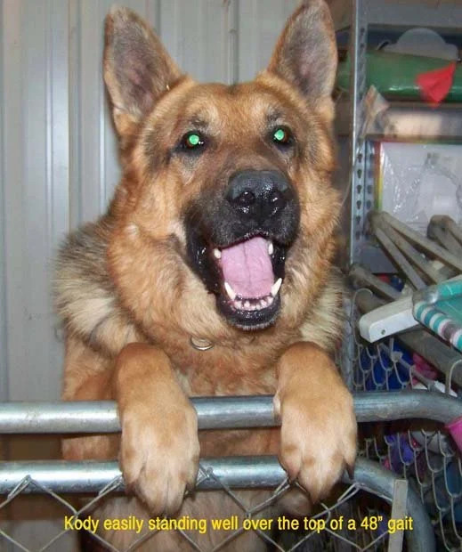Kody easily standing over a 4' gate