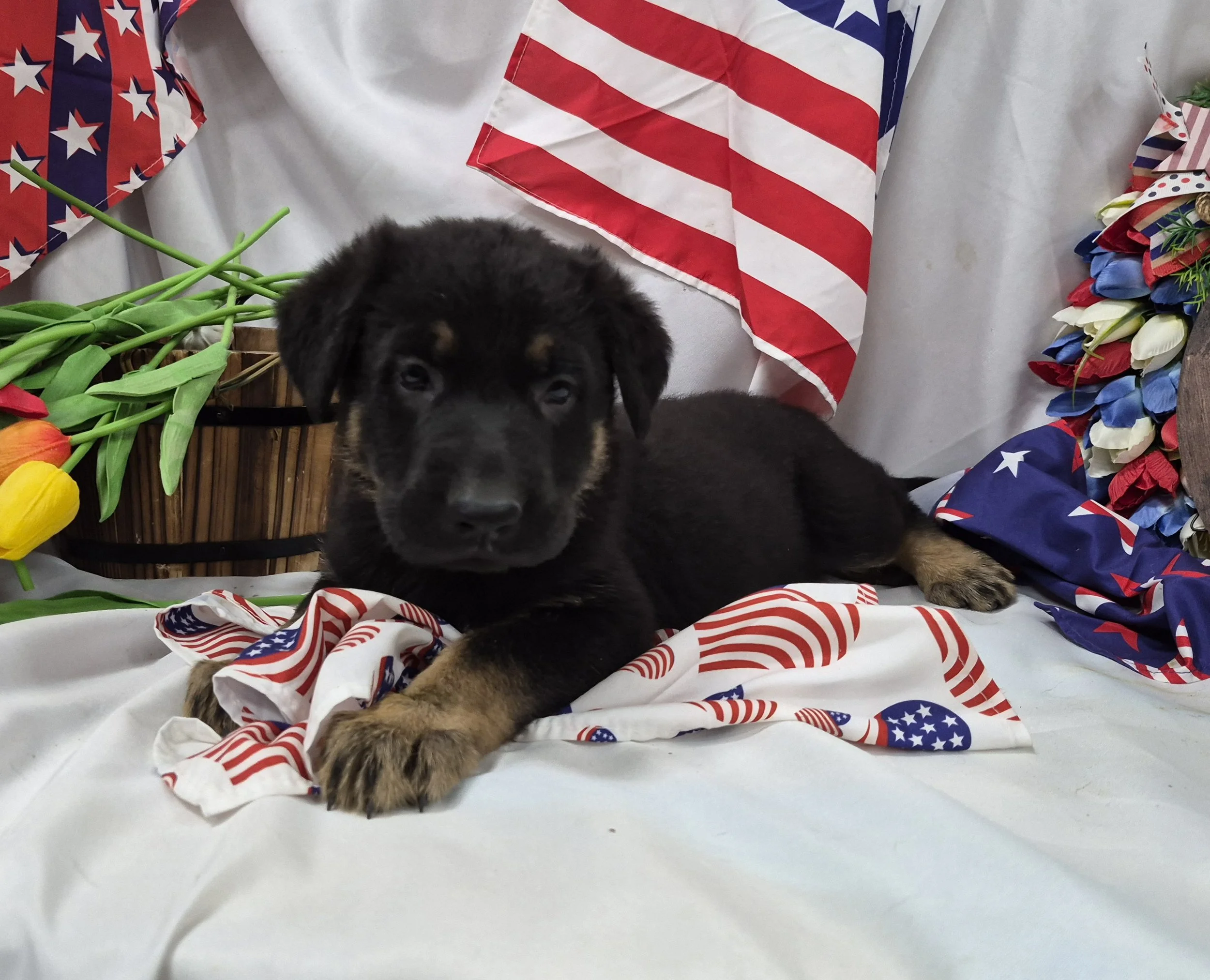 Orangefemale3wk6.jpg