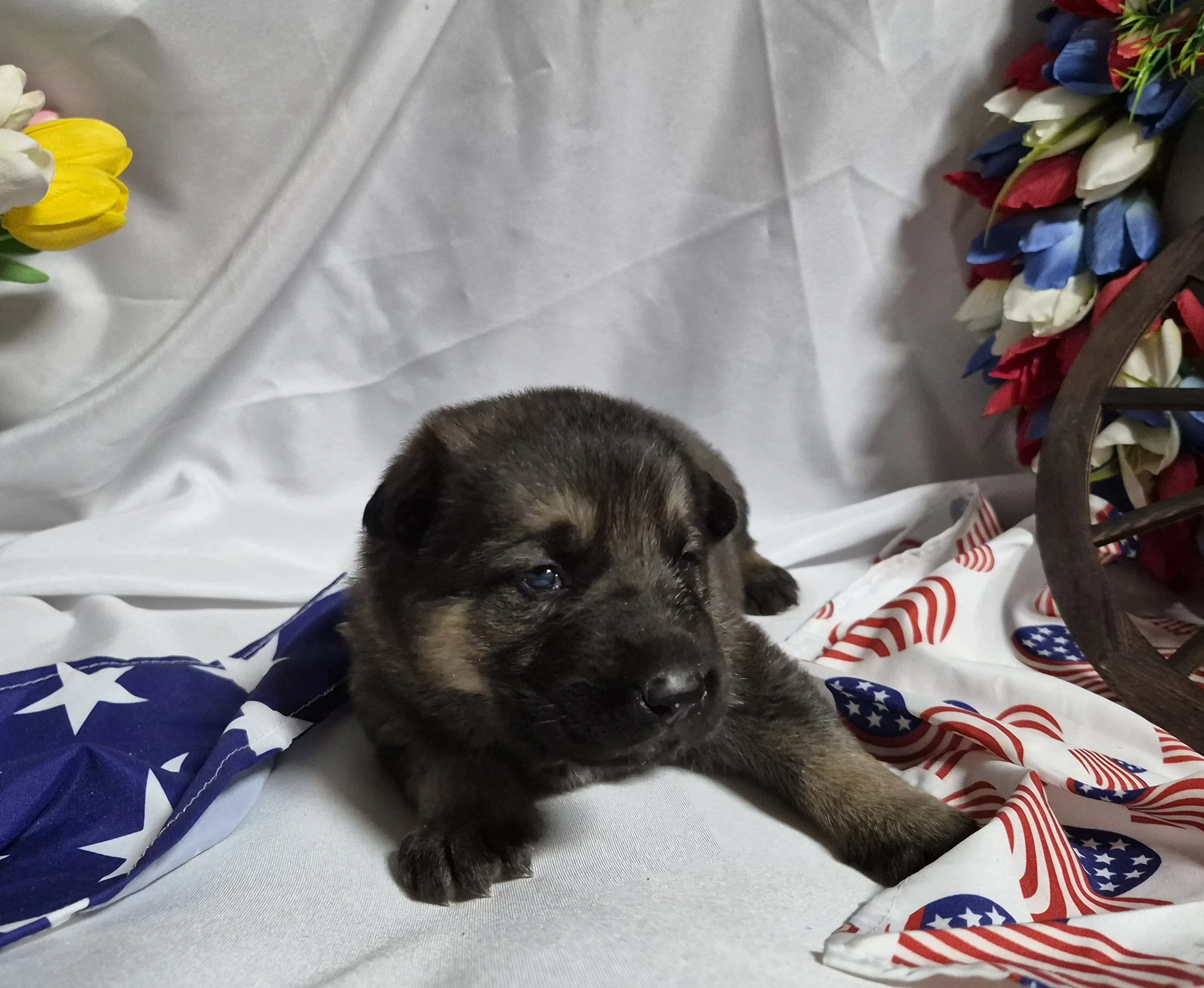 Tanfemale3wk3.jpg
