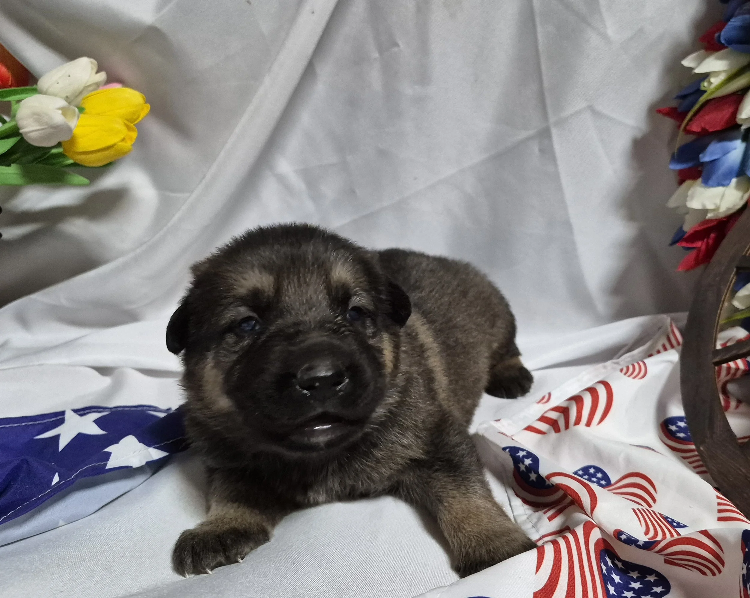 Tanfemale1wk3.jpg