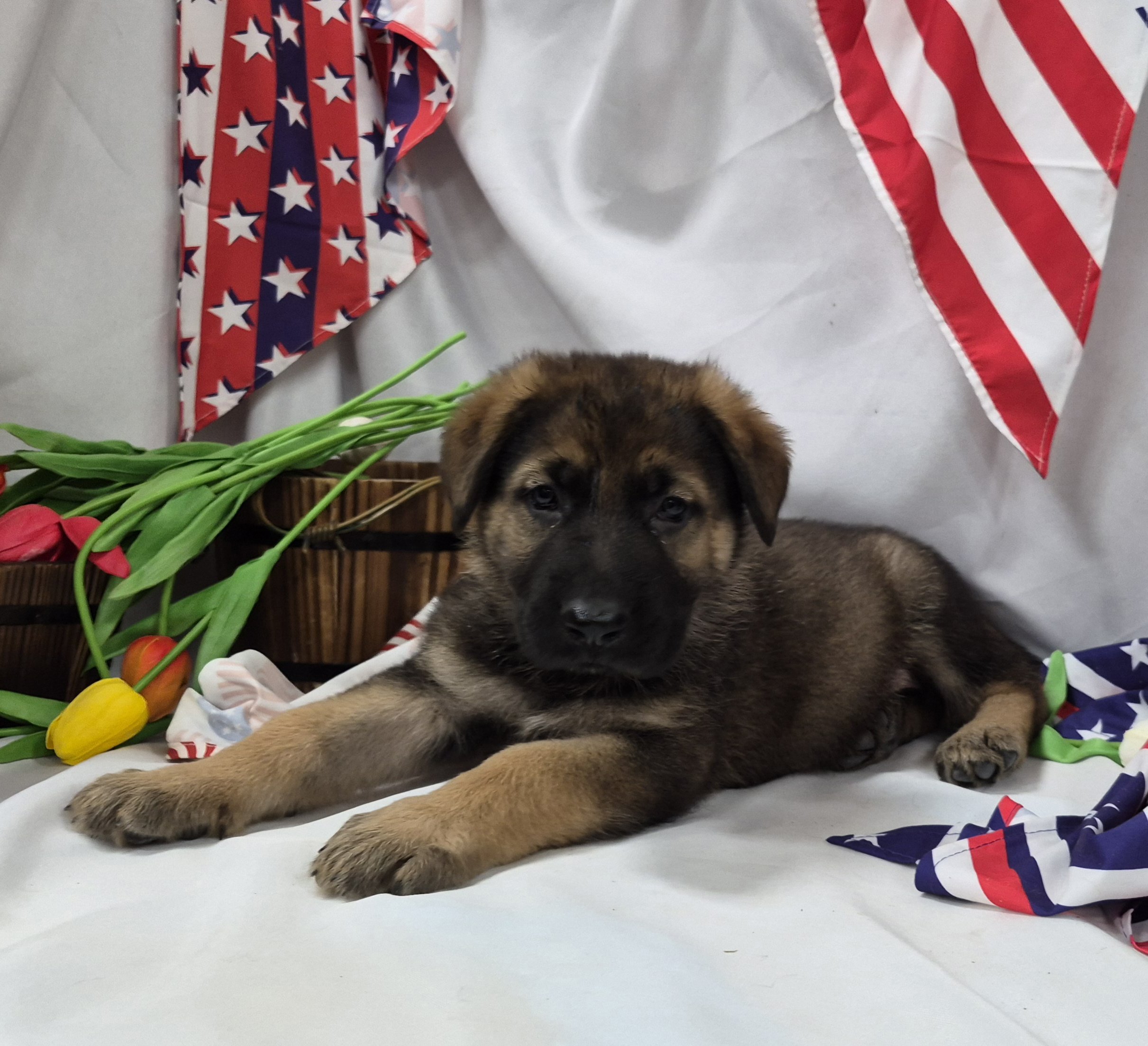 Brownmale3wk6.jpg