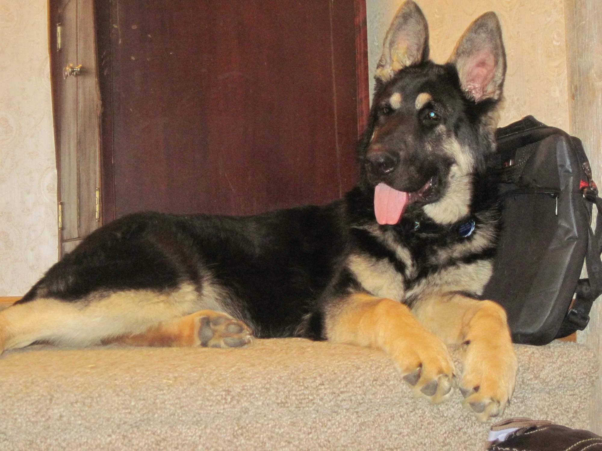 Even as a pup, looked full grown!