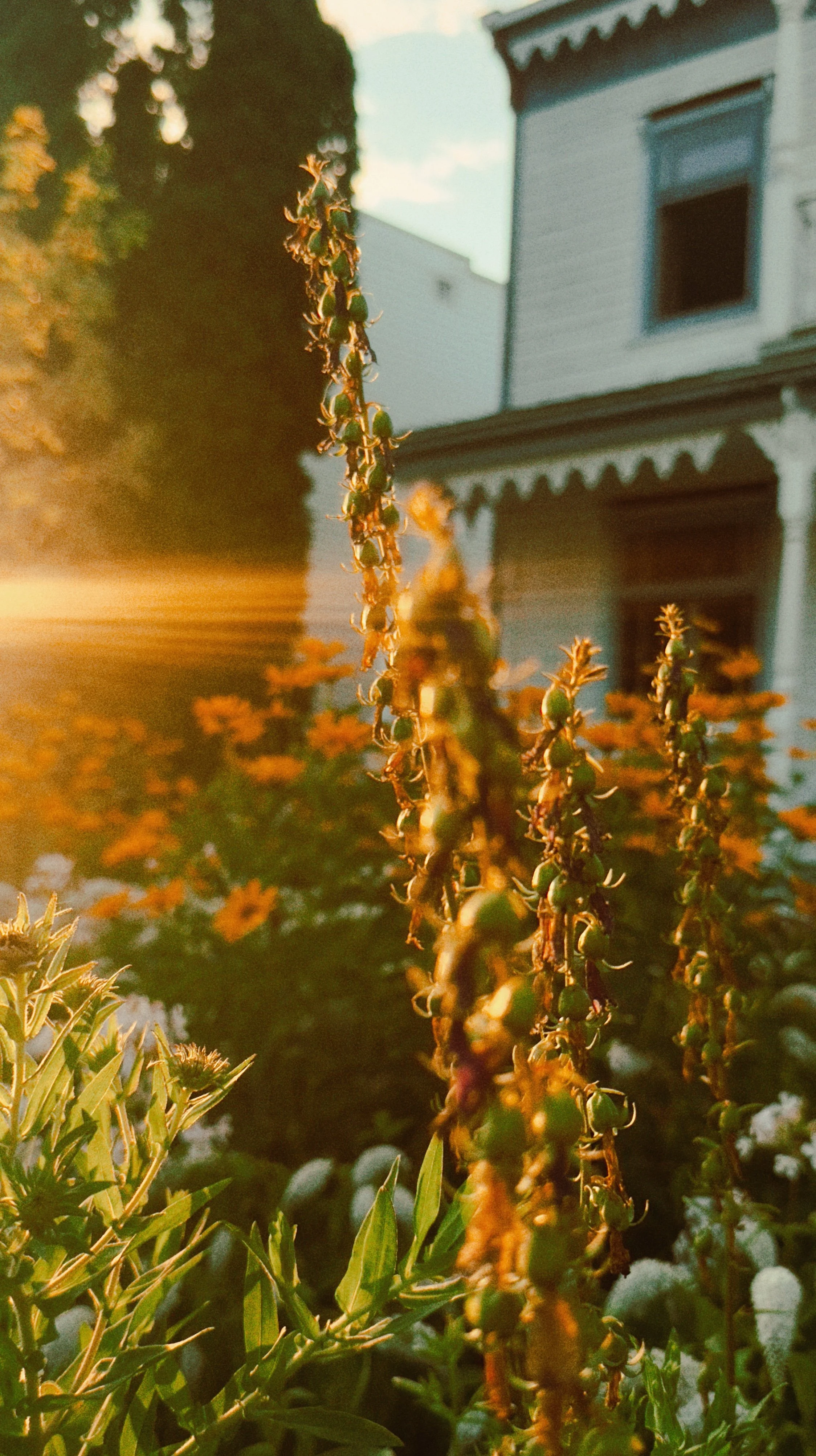 Close-up of tall plants or flowers in a garden during sunset with a house in the background.