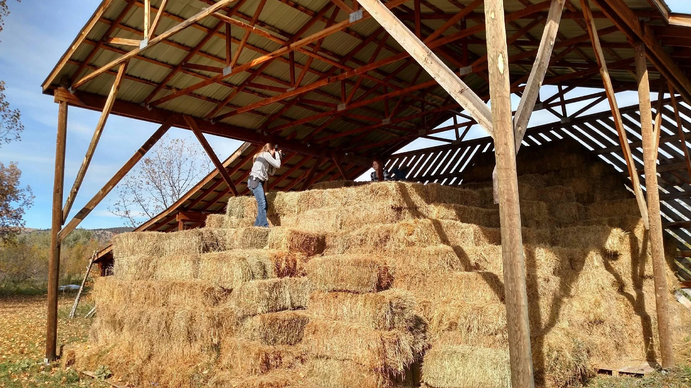 A large barn with a wooden roof structure is filled with hay bales. Two women are standing on the hay, one taking a photo of the other. Trees and a blue sky are visible in the background.