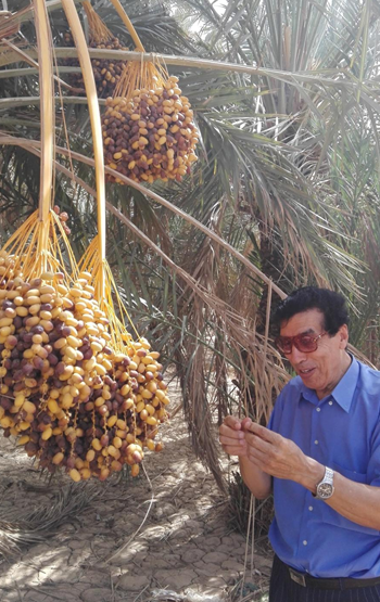 A man wearing sunglasses and a blue shirt standing outdoors under palm trees, examining or holding a small object, with large clusters of dates hanging above him.