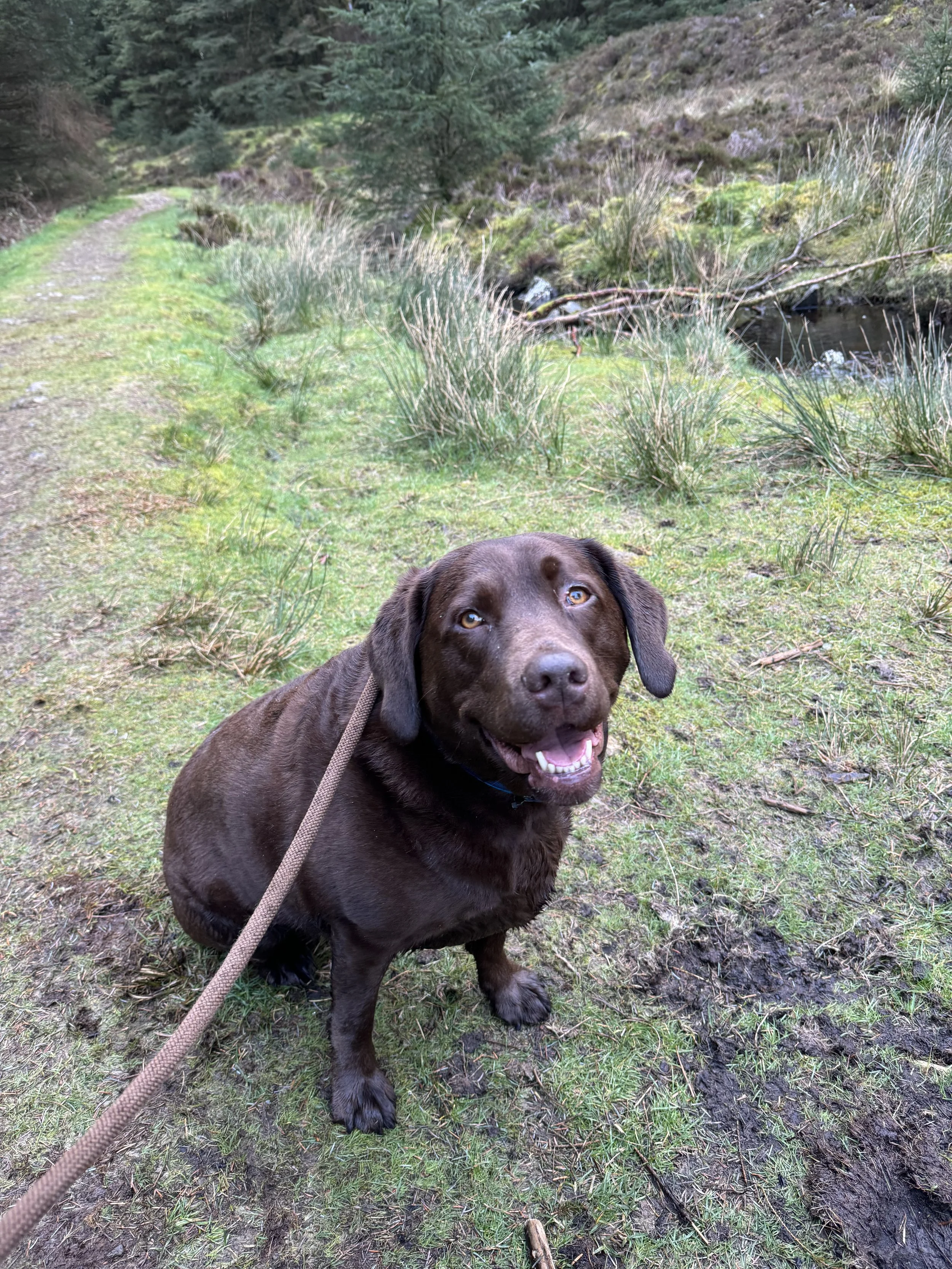A happy chocolate Labrador Retriever dog sitting on a grassy trail in a forested area next to a small stream.