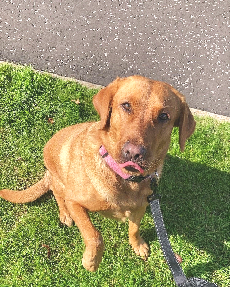 A brown dog with a pink collar sitting on green grass near a sidewalk, with sunlight casting shadows.