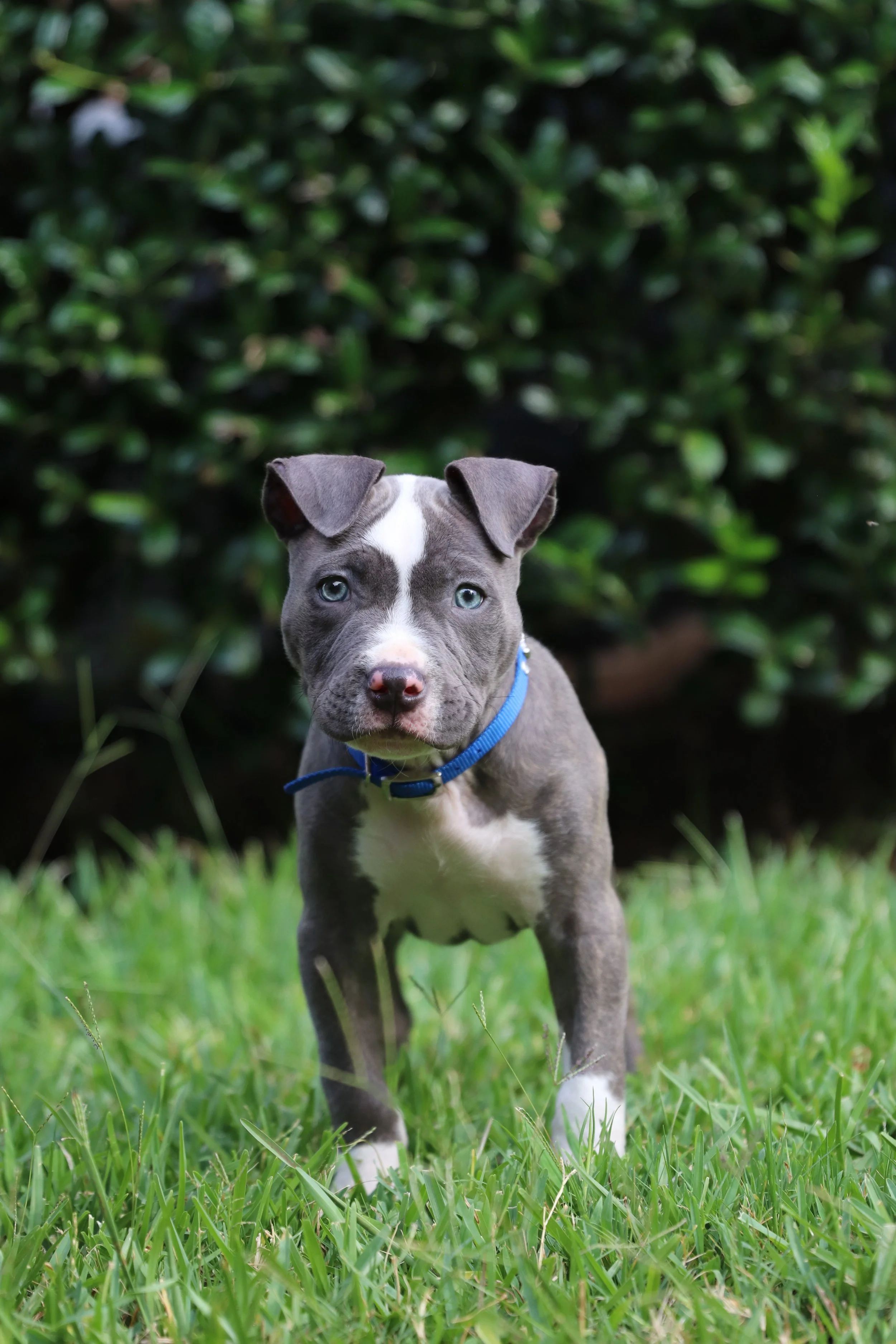A young gray and white puppy with blue eyes standing on green grass in front of a bush.