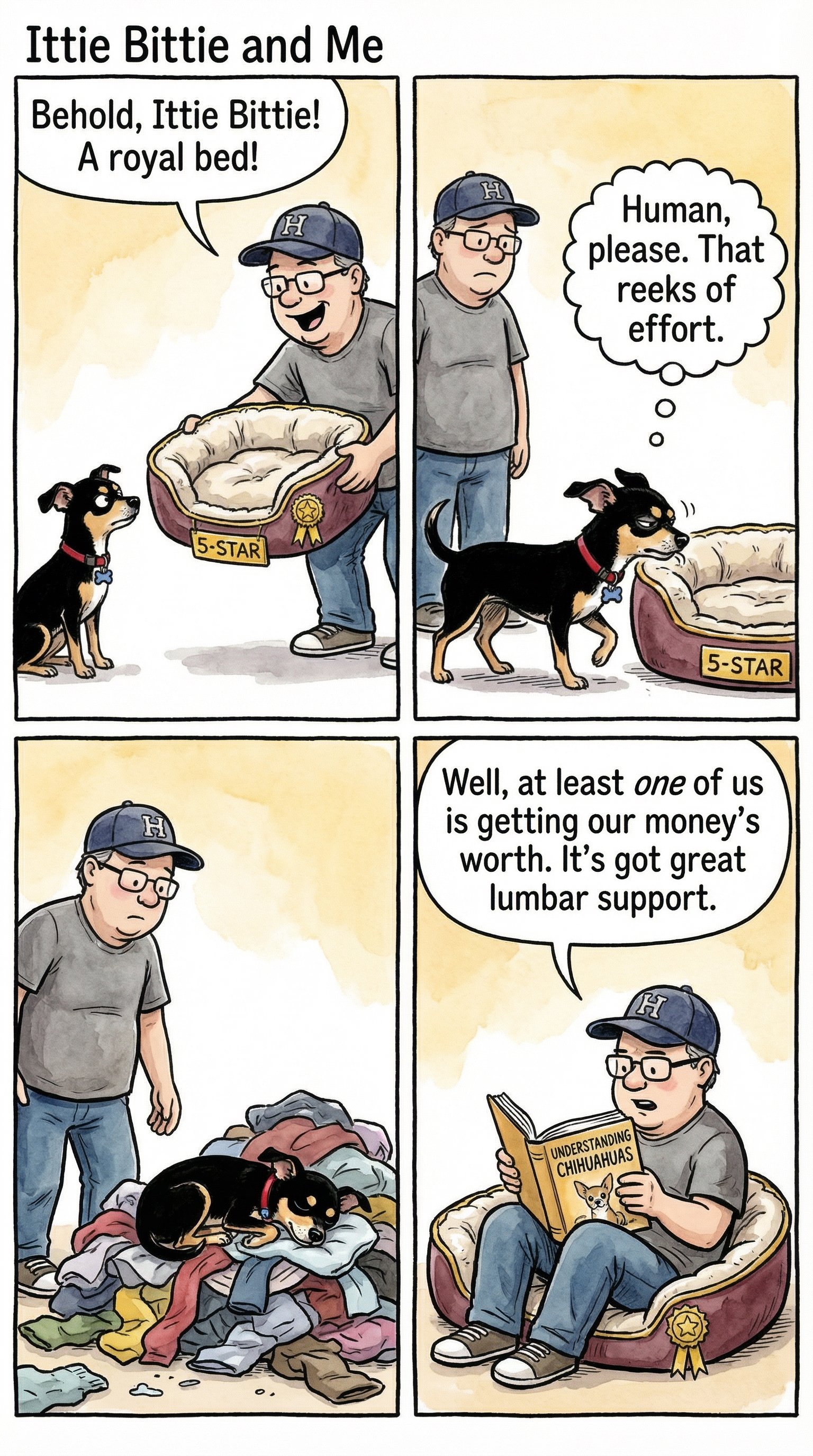 Ittie being the ultimate Chihuahua