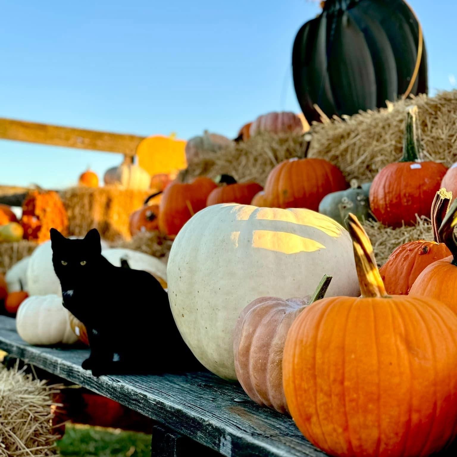 A black cat sitting among a colorful display of pumpkins on hay bales at Mulberry Pond Pumpkin Patch.