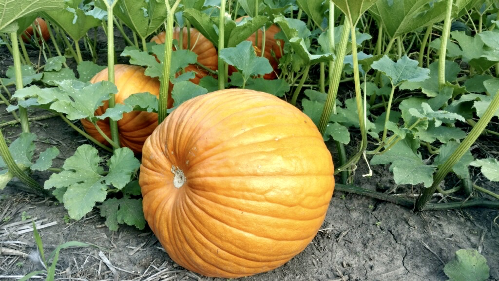 U-Pick Pumpkin Patch