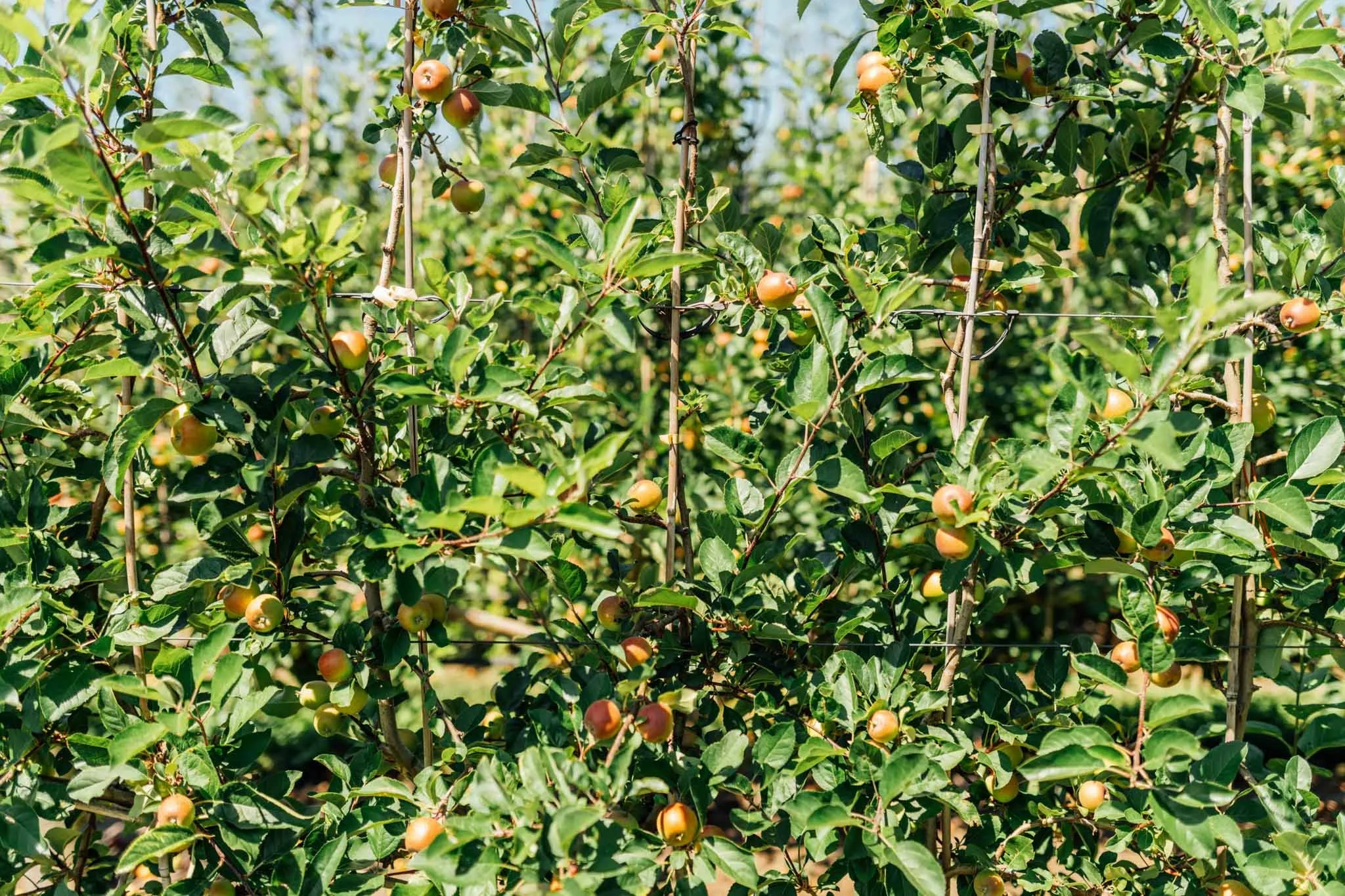 Apple trees with green leaves and small, ripening apples supported by vertical and horizontal stakes in an orchard.