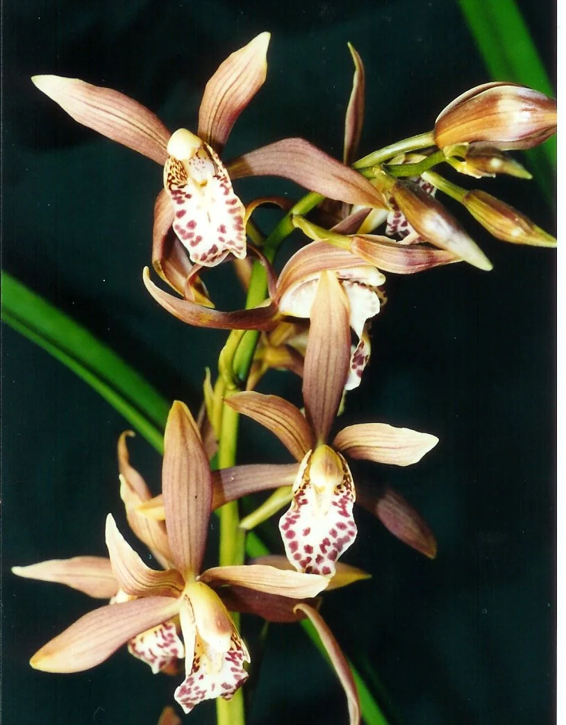 A cluster of brownish orchid flowers with spotted lips on green stems against a dark background.