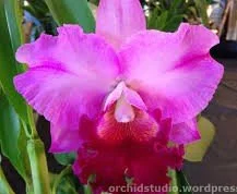 blc-shannon-conner-pink-paradise-ca-669-3.jpg