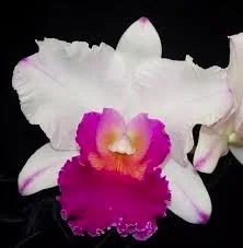 blc-nan-irene-wallis-hawaii-ca-704-1.jpg