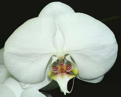 Close-up of a white orchid flower with yellow and red markings in the center against a dark background.