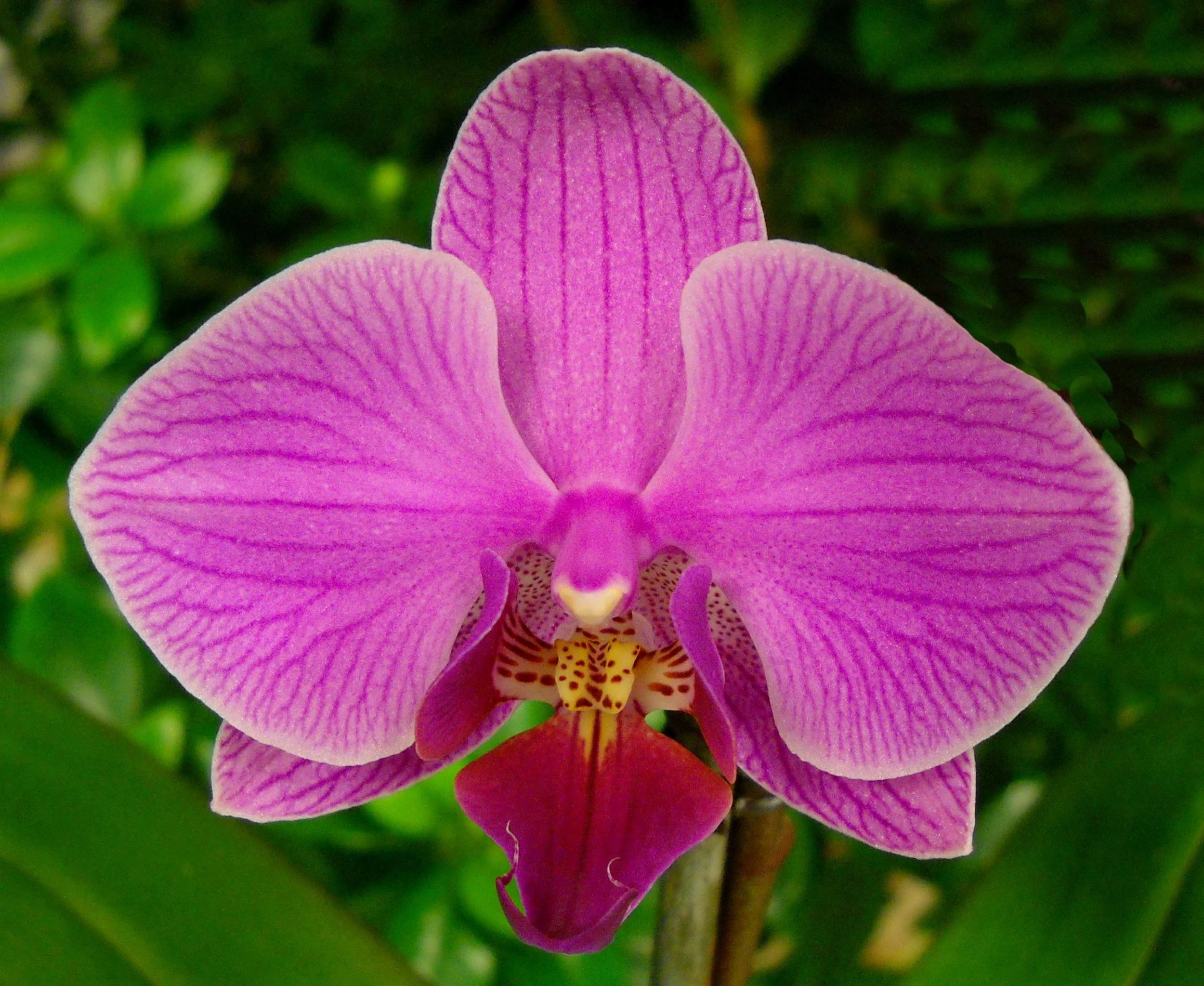 Close-up of a pink orchid flower with green foliage in the background.