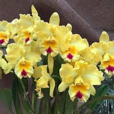 blc-goldenzelle-lemon-chiffon-am-aos-1.jpg  A massive display of yellow Cattleya blossoms with red lips.