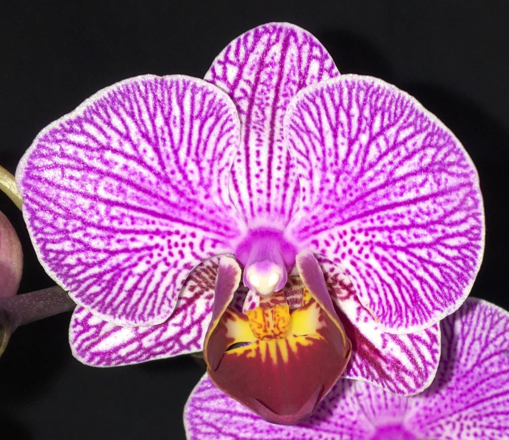 Phalaenopsis Sogo Vivien