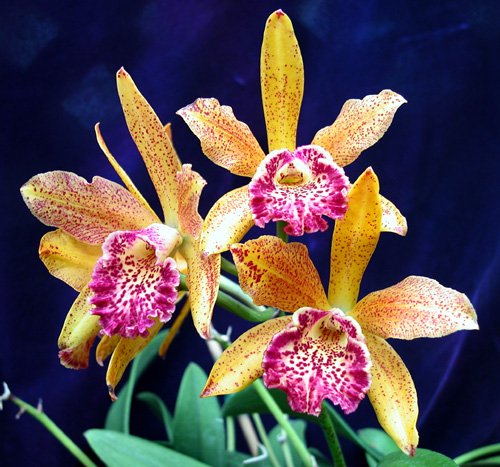 blc-hawaiian-leopard-mei-ling-am-aos-ca-699-2.jpg