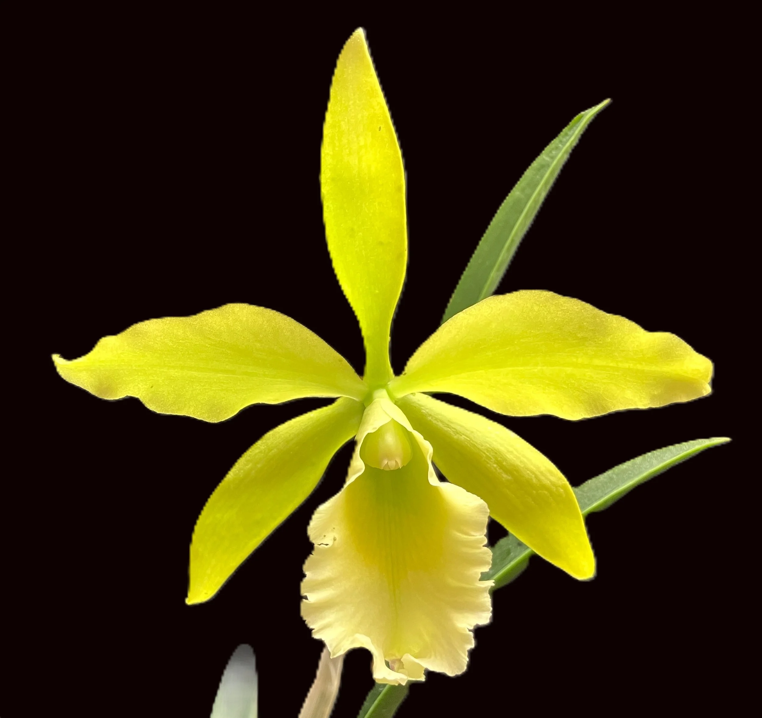 Blc. Everything Nice 'Showtime'  HCC/AOS