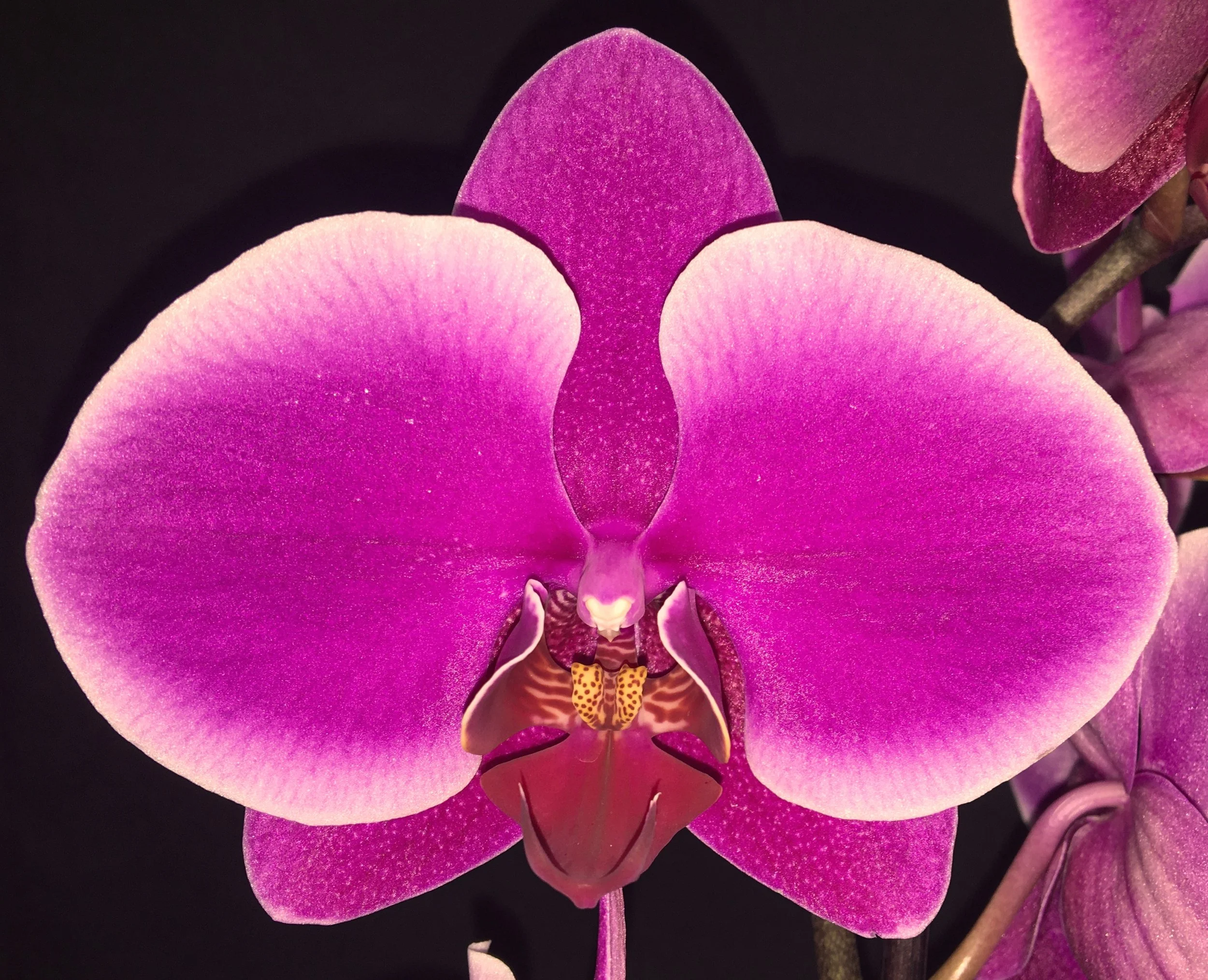 Phalaenopsis OX Black Face 'AO2' - NEW ADDITION!