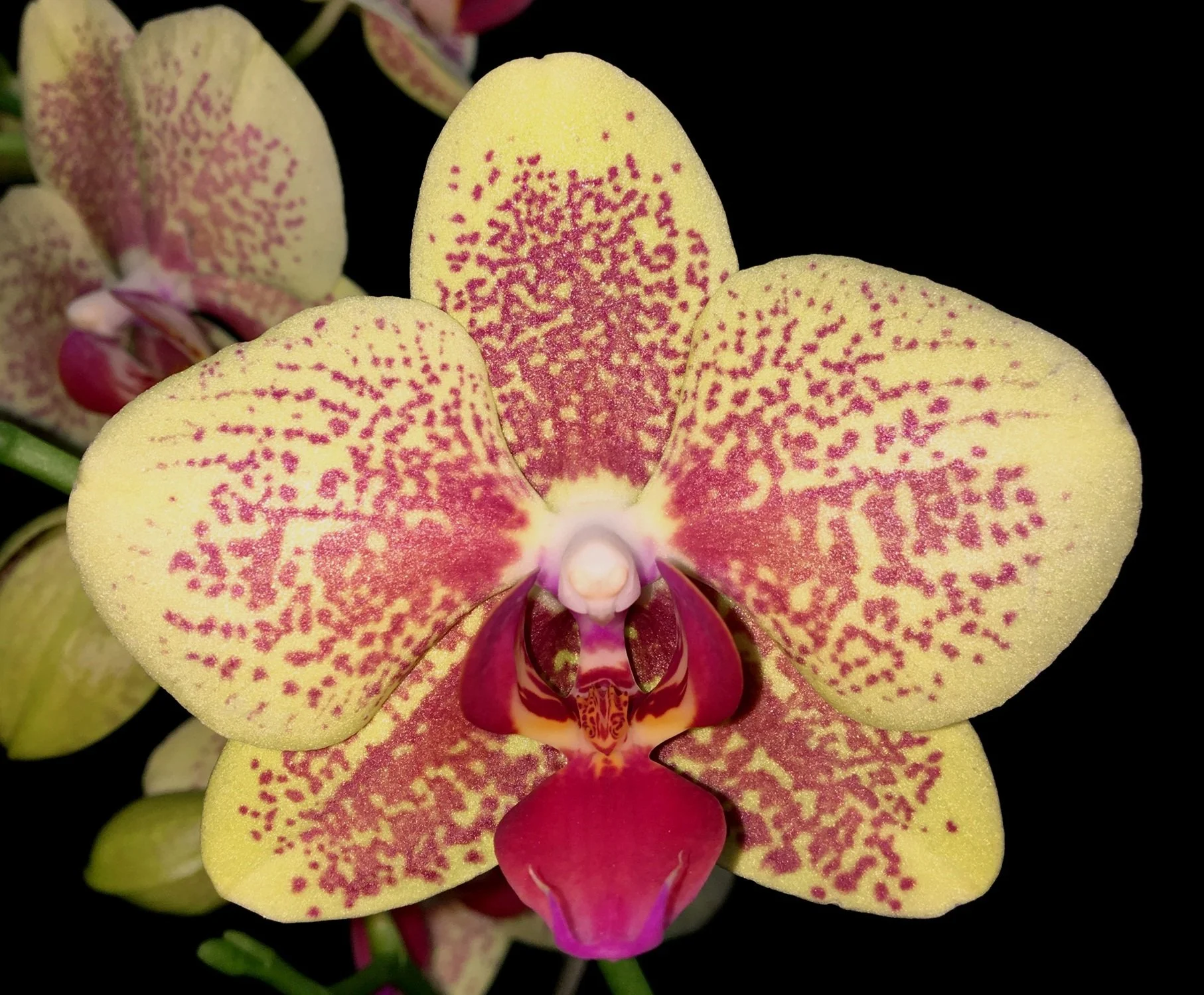 Phalaenopsis KV Charmer