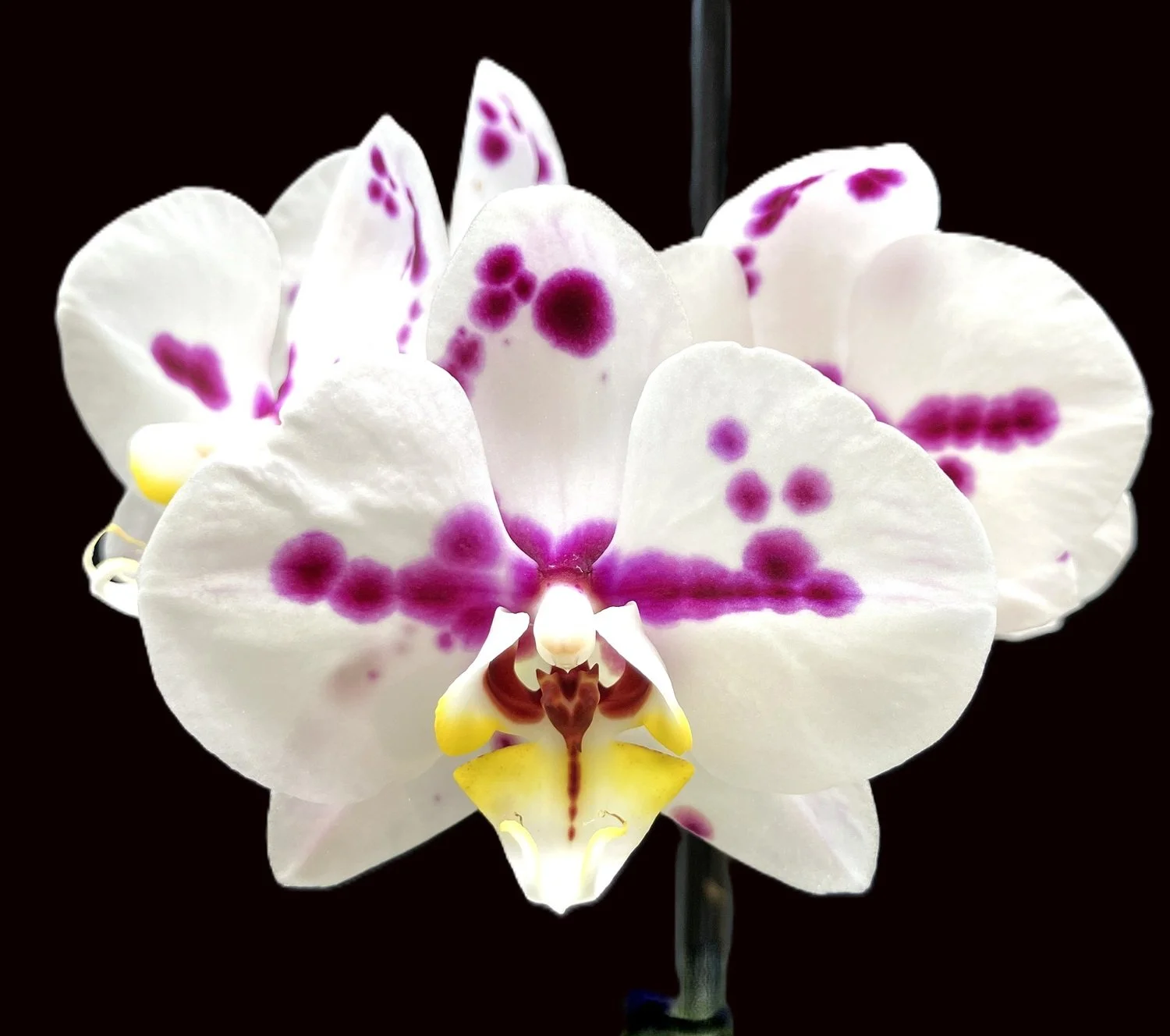 Phalaenopsis Yu Pin Pearl