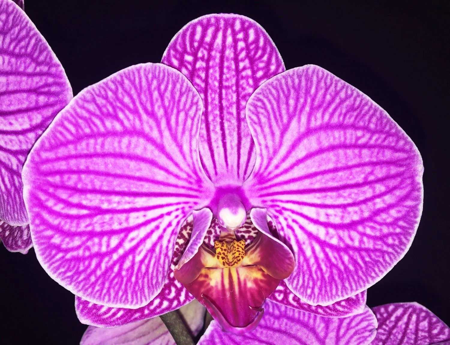 Phalaenopsis Leopard Prince