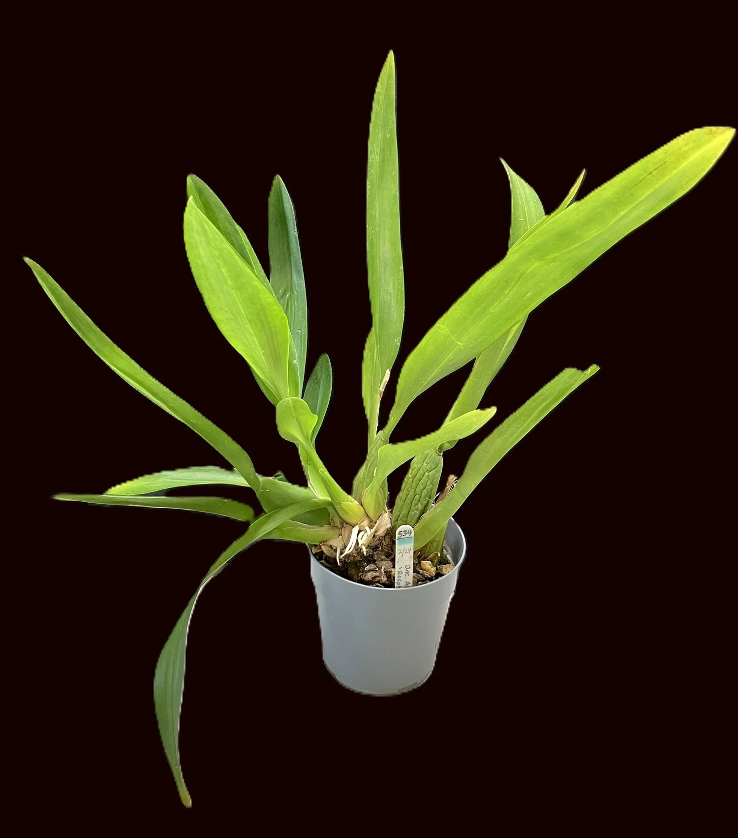 oncidium-aka-baby-raspberry-chocolate-on534-2.jpg  Oncidium plant showing the lush, long green foliage.