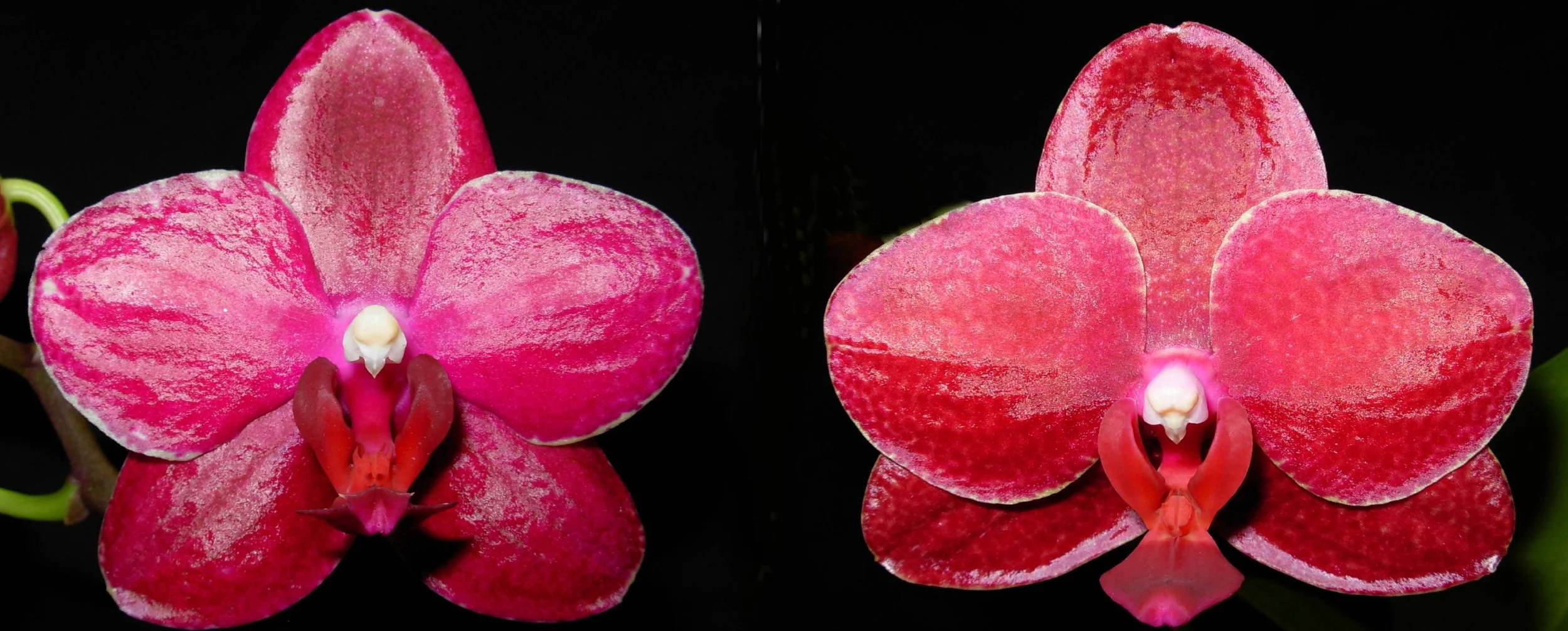 The two parents used to make the Phalaenopsis Roger Pratt hybrid cross.