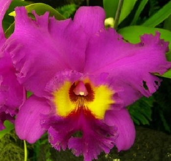 Blc. Ronald's Canyon 'Koko Head' AM/AOS