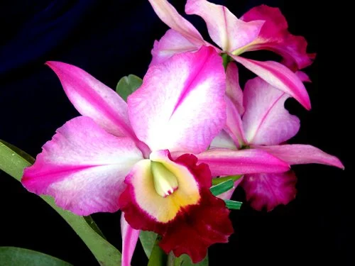 blc-fatari-carmela'am-aos-2.jpg  Light lavender Cattleya with bold magenta flaring in the petals and lip.