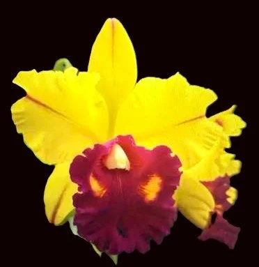 blc-tainan-gold-hawaii-ca-703-2.jpg