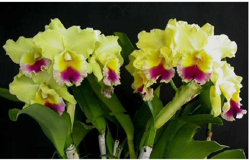 blc-goldenzelle-lemon-chiffon-am-aos-3.jpg  Beautiful cluster of yellow Cattleya blossoms with red lips
