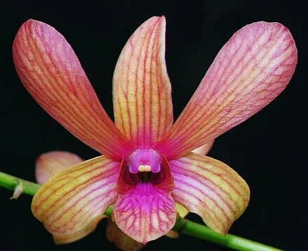 Close-up of a pink and yellow orchid flower with striped petals against a black background.