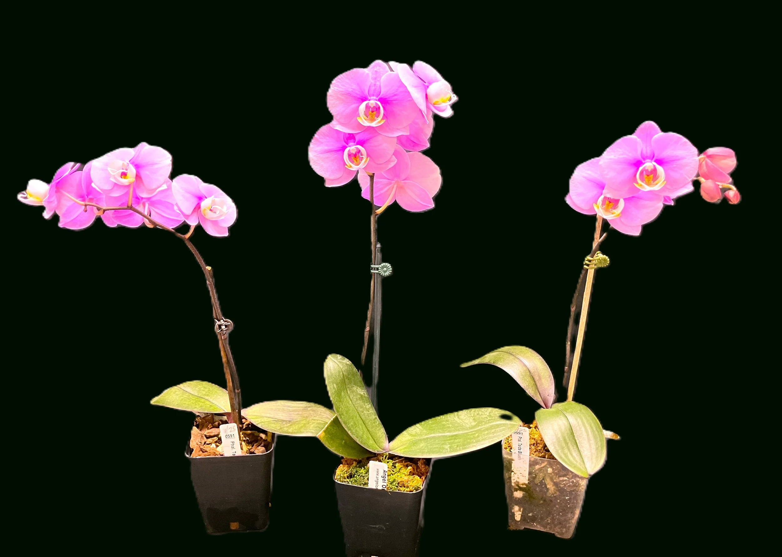 Phalaenopsis Taida Blush