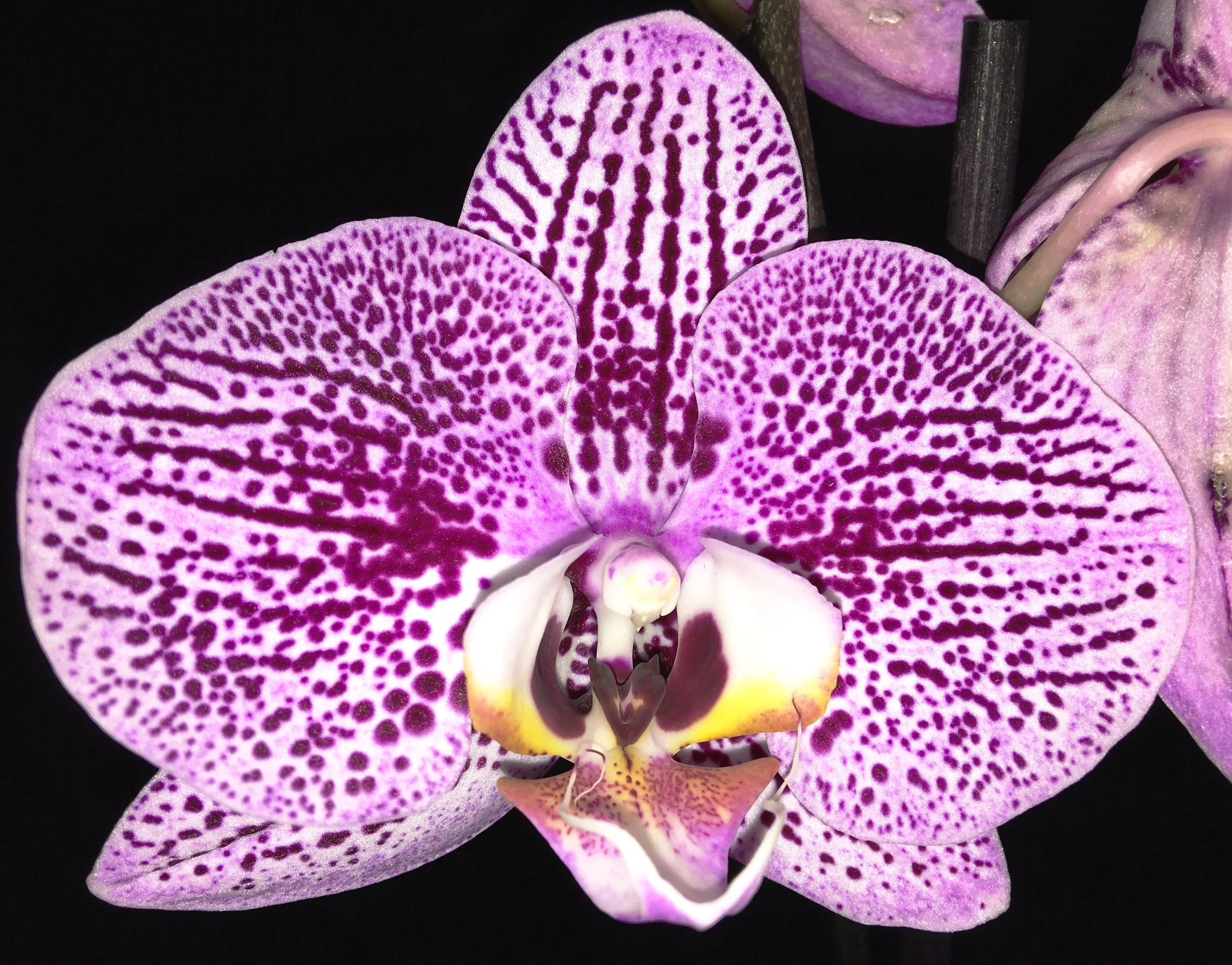 Delicate pink blossoms overlaid with darker magenta candy stripes and a contrasting white and gold lip.