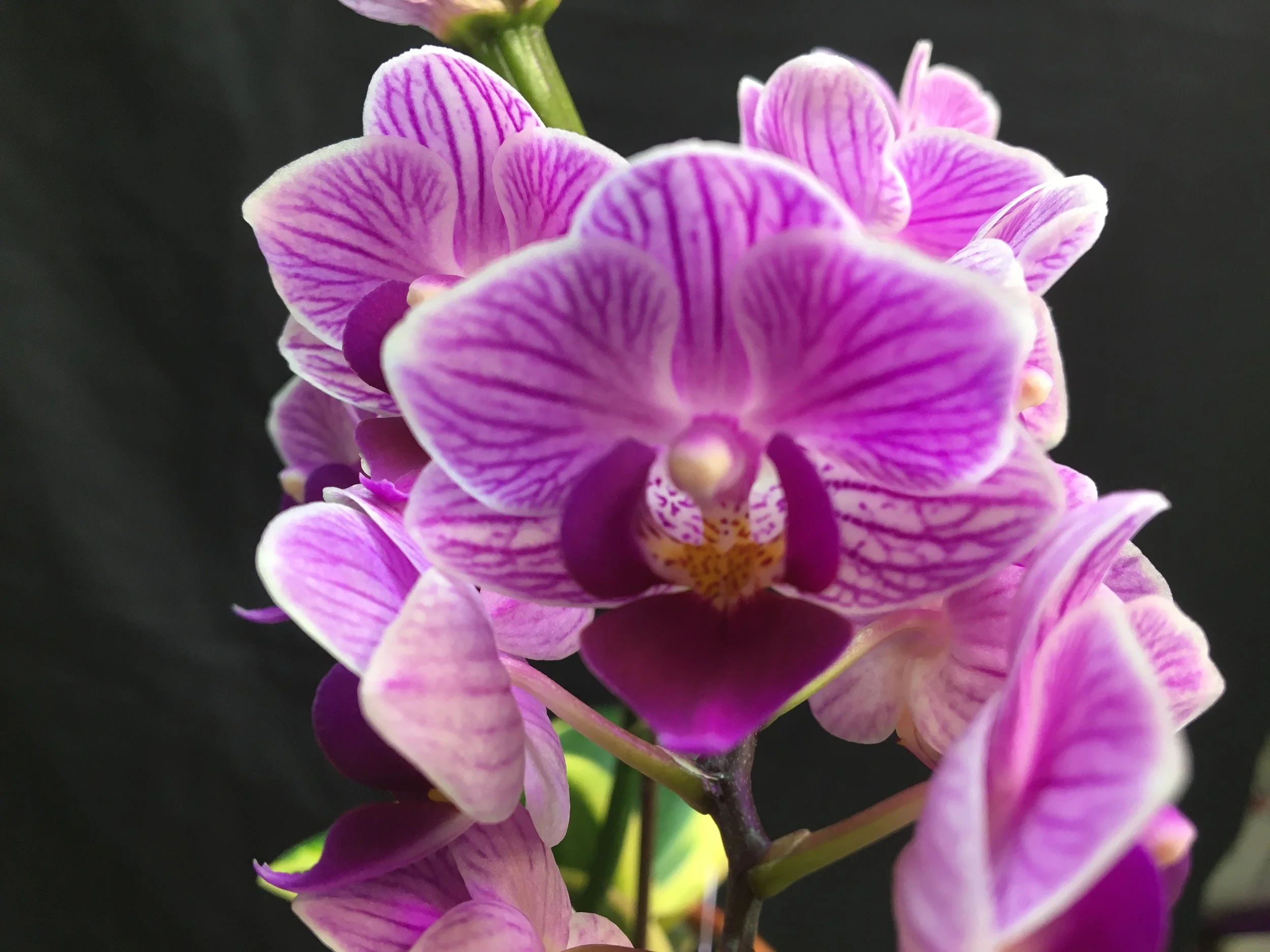 phalaenopsis-sogo-vivien-leafs-edge-pl-147-4.JPG