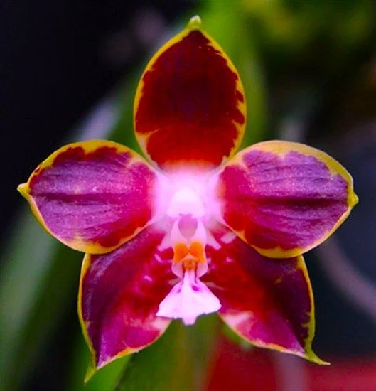 phalaenopsis-venosa-red-pl-698-1.jpg