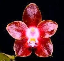 phalaenopsis-venosa-red-pl-698-2.jpg
