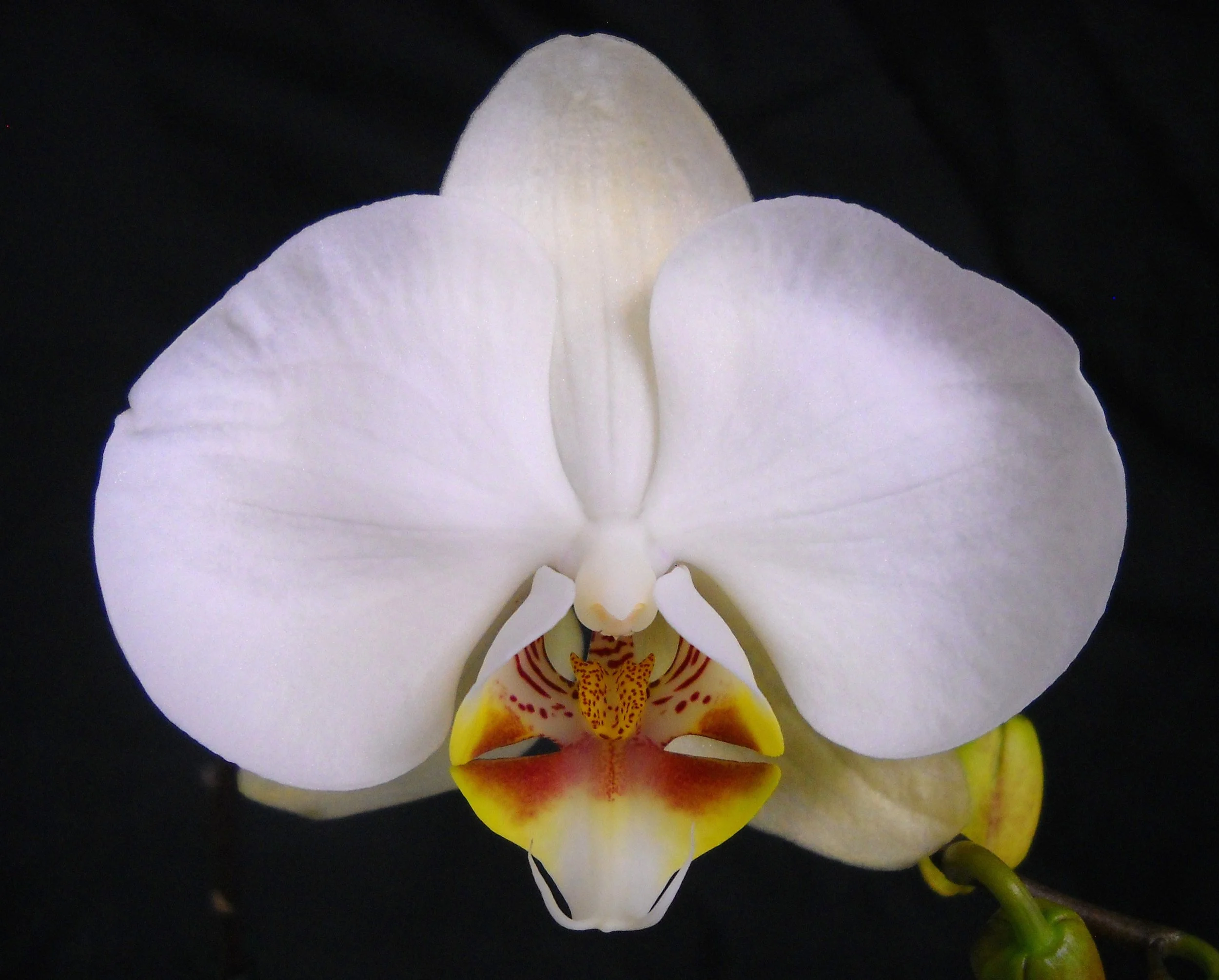 Close-up of a white orchid flower with yellow and red markings on its lip, set against a black background.