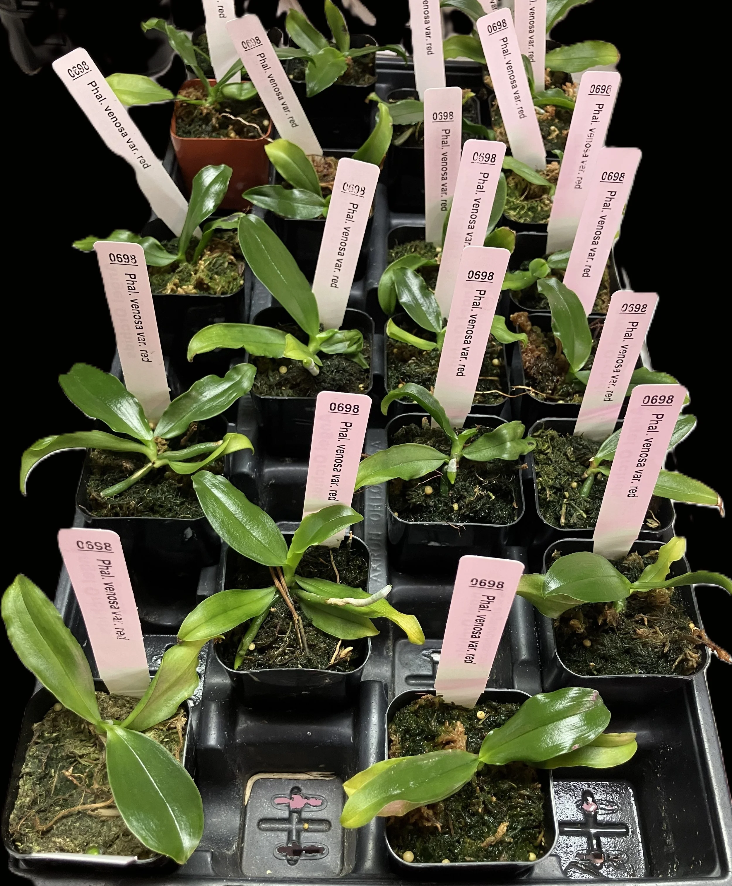 phalaenopsis-venosa-red-pl-698-3.jpg