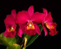 pot-jerry-rehfield-paradise-fuschia-ca-677-2.jpg